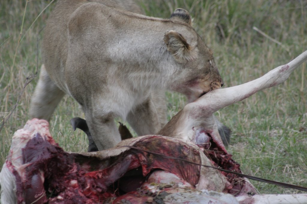 02-Lioness with pray.jpg - Lioness with pray